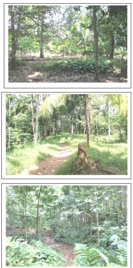 Gambar 14-16. Kondisi Alam Kampung Baduy 