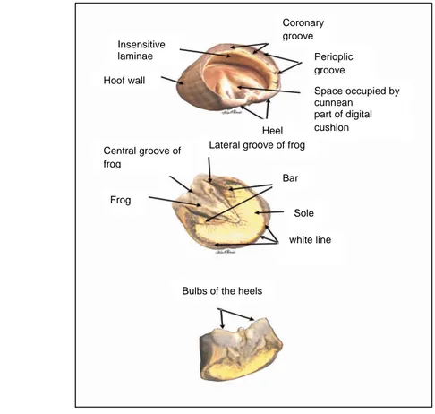 Gambar 1 Anatomi kuku kuda (Sumber: Floyd &amp; Mansmann 2007). 