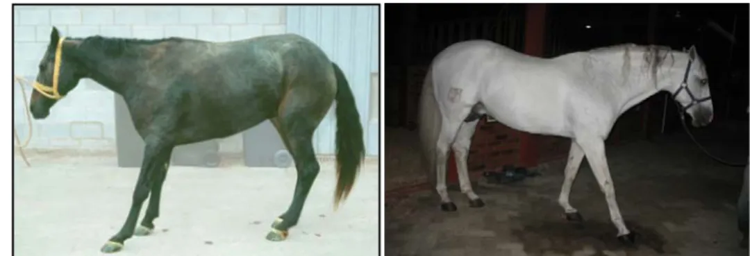 Gambar 4 Posisi berdiri kuda penderita laminitis A. Laminitis pada kedua kaki  depan (Sumber: Pollitt 2008), B