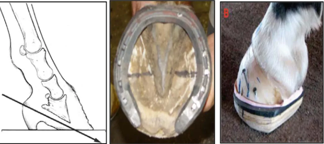 Gambar 7 A. Pemotongan kuku (Sumber: Foor 2007), B. Pemasangan Four point  shoe, C. Natural Balance Shoe (Sumber: Pollitt 2008)