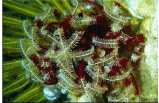 Gambar 1 Lili laut (Comaster multibrachiatus)  Sumber : Collin &amp; Arneson (1995) 