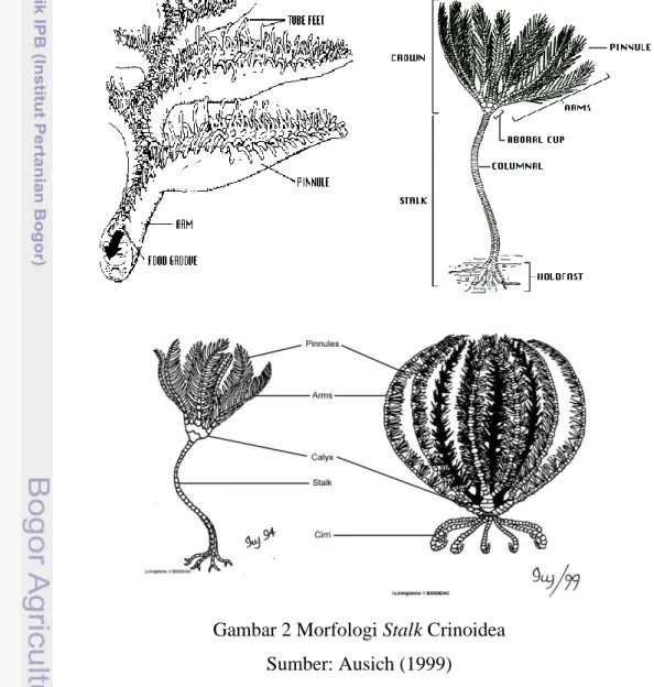 Gambar 2 Morfologi Stalk Crinoidea  Sumber: Ausich (1999) 