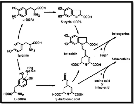 Gambar 1.  Jalur biosintesis pigmen betalain [Sumber: Bhuiyan, dkk, 2002] 