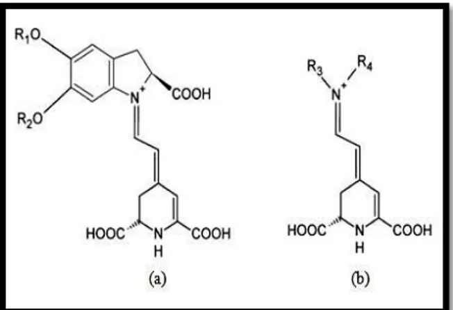 Gambar 2. Struktur kimia betasianin dan betasantin a. betasianin dan b. Betasantin 