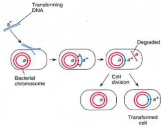 Gambar 11. Transformasi DNA bakteri 