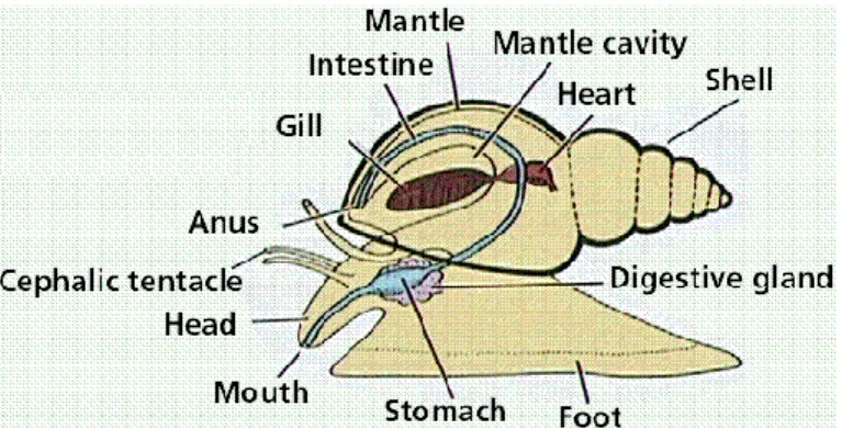 Gambar 2 Cangkang keong pepaya dan anatomi gastropoda 