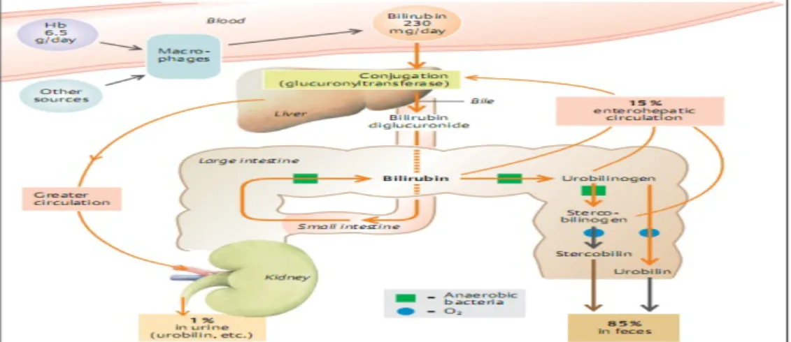 gambar 2. Metabolisme Bilirubin