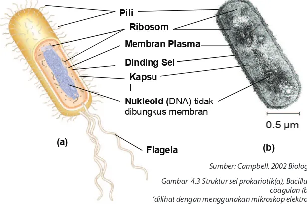 Gambar  4.3 Struktur sel prokariotik(a), Bacillus 