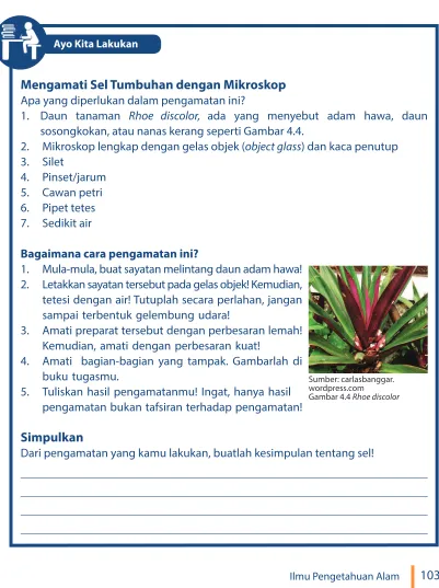 Gambar 4.4 Rhoe discolor