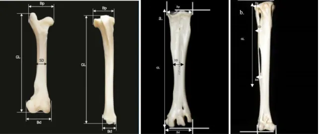 Gambar 1. Variabel osteometri (a) os femur dan (b) os tibiotarsus (Alpak et al., 2009)