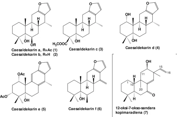 Gambar 1. Senyawa Kimia Hasil Isolasi Dari Tumbuhan “Dekar”, Caesalpinia major  (Fabaceae) 