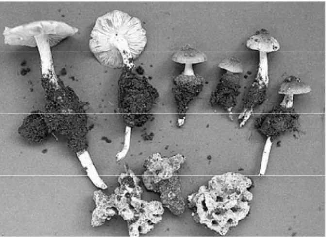 Gambar 1. Jamur tanduk (Termitomyces eurrhizus Berk)  yang digunakan dalam penelitian.