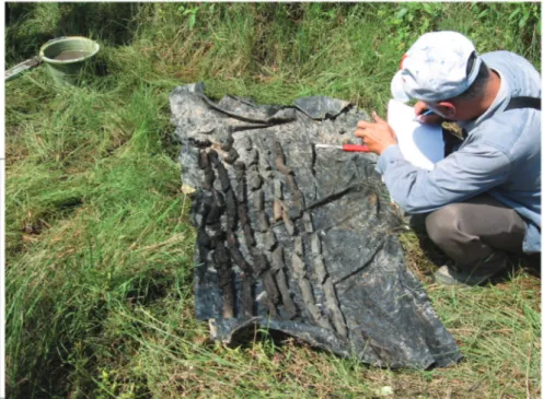 Gambar 2. Sampel mengandung material karbon, hasil pemboran dangkal di Dusun Bawang Heni (Soehaimi, drr., 2013)