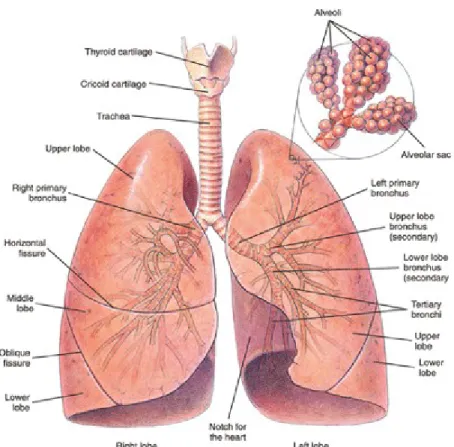 Gambar 1. Anatomi Paru Manusia (dikutip dari Poslal medicina, 2007: