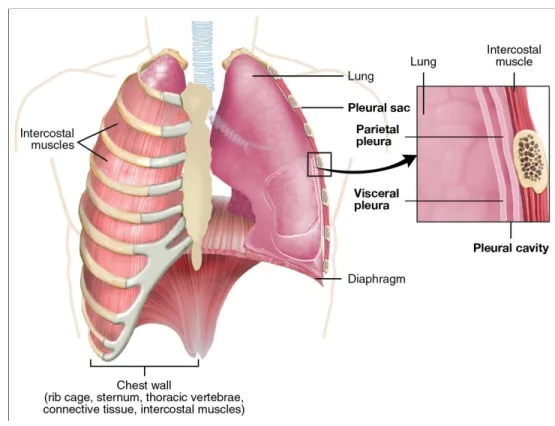 Gambar 2. Anatomi Pleura (dikutip dari Poslal medicina, 2007:
