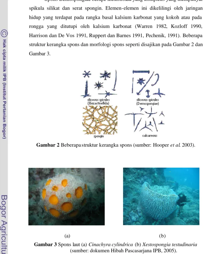 Gambar 2 Beberapa struktur  kerangka spons (sumber:  Hooper et al. 2003). 