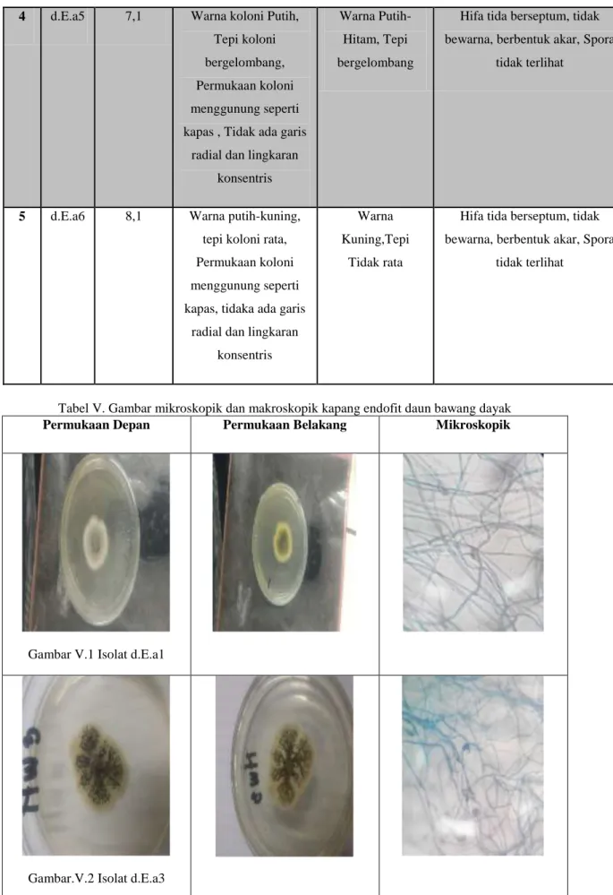 Tabel V. Gambar mikroskopik dan makroskopik kapang endofit daun bawang dayak  Permukaan Depan  Permukaan Belakang  Mikroskopik 