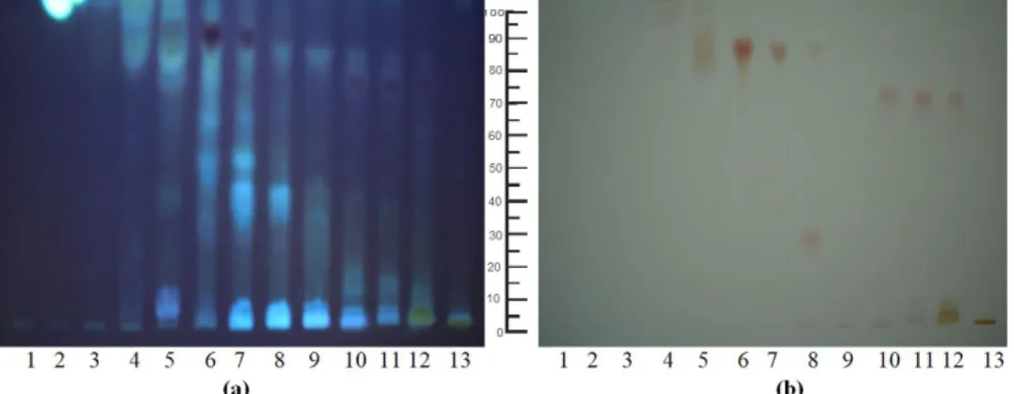 Gambar 2. Profil KLT ekstrak  kloroform spons Penares sp Fd: Silika gel F60, Fg: nheksana: etil asetat = 1:2 