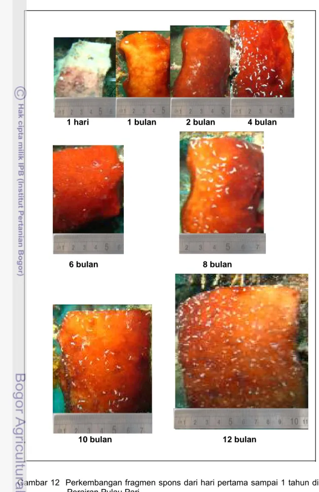 Gambar 12  Perkembangan fragmen spons dari hari pertama sampai 1 tahun di  Perairan Pulau Pari  