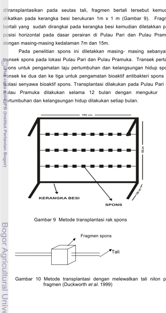 Gambar 9  Metode transplantasi rak spons 