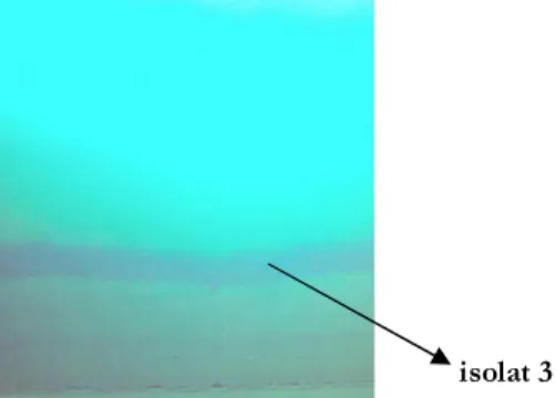 Gambar 1. Kromatografi preparatif dari fraksi heksana:etil asetat (2:8  v / v )   Fase diam  = silika gel GF  254 