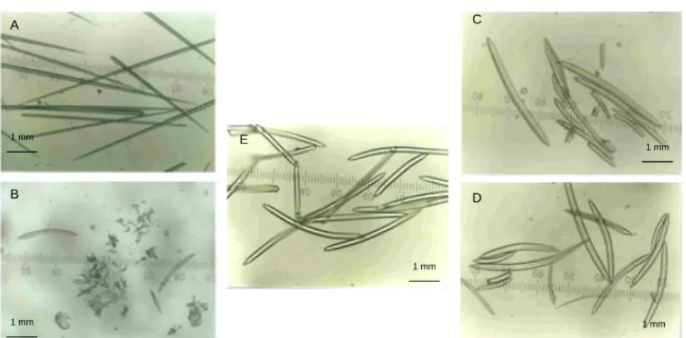 Gambar 1. Spikula silika N6 4x (A), N20 200x (B),MT5 200x (C),  MT36 200x (D),  dan MT37 200x(E) 