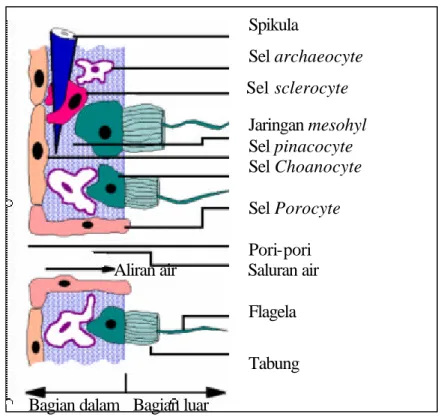Gambar 1  Struktur Tubuh Sponge. 