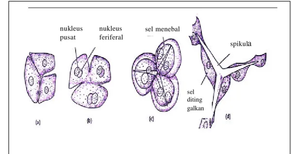 Gambar 2  Pembentukan Spikula oleh Sel Sclerocytes. 