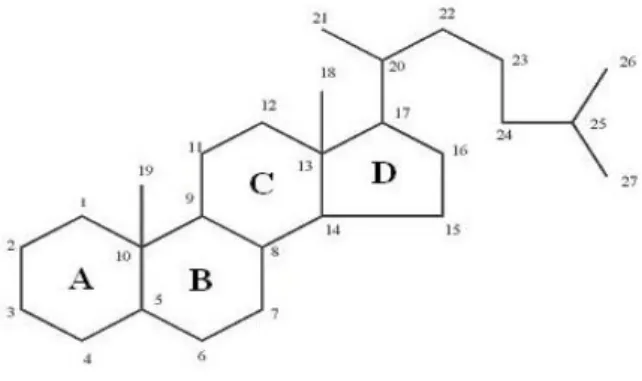 Gambar 2.8 Struktur Dasar Steroid      Sumber : Robinson, 1995 
