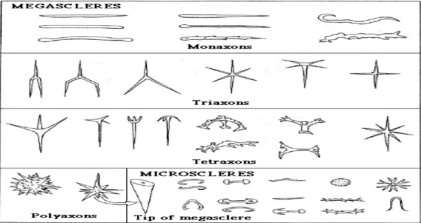 Gambar 2.5 Mikrosklera (Haris, et al., 2012). 