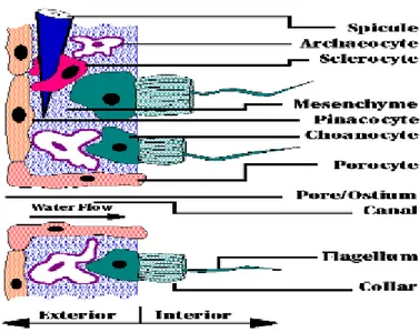 Gambar  3  Dinding sel Porifera yang dilihat melalui mikroskop (sumber: 