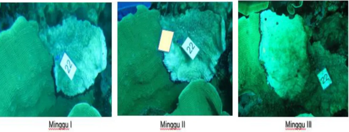 Gambar 9. Luasan koloni karang Pachyseris yang terinfeksi penyakit secara  manual di sebelah utara perairan Pulau Barranglompo 