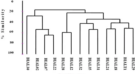 Gambar 9. Dendrogram hasil analisis klaster di 13 stasiun berdasarkan matriks similaritas sebaran genus