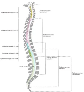 Gambar 1. Anatomi Medulla Spinalis  (2)