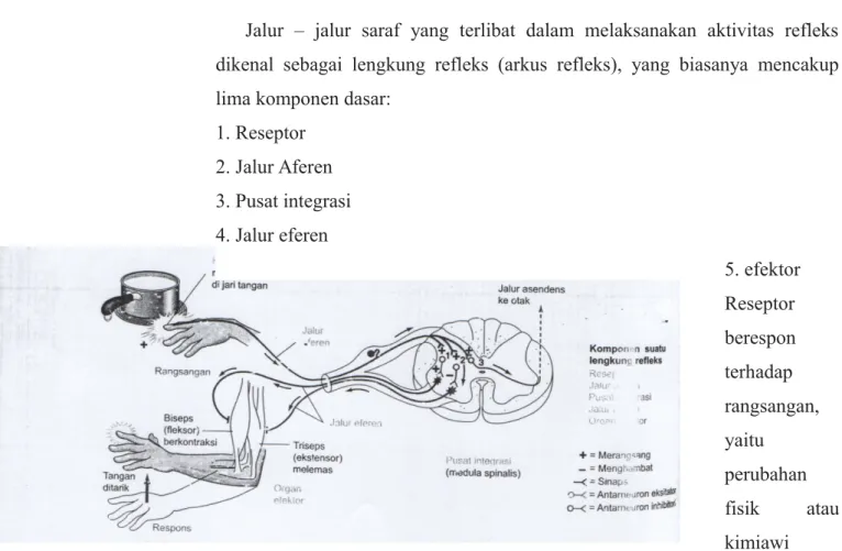 Gambar 2. Lengkung refleks (3)