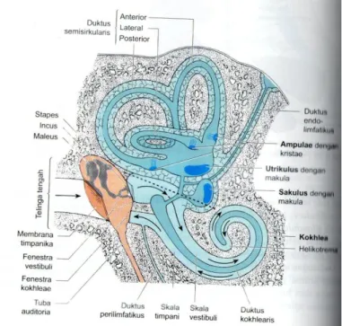 Gambar 1. Organ pendengaran dan keseimbangan  4   