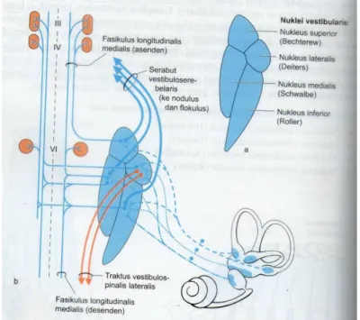 Gambar 4. Kompleks nuklear vestibularis dan hubungan sentralnya. A. Komponen  nulkeus vestibularis
