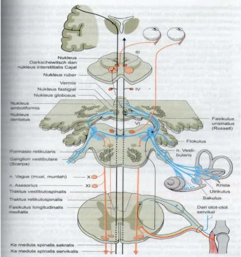 Gambar 5. Hubungan sentral nervus vestibularis 