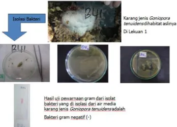 Gambar 4. Proses uji pewarnaan gram dari isolat  bakteri. 