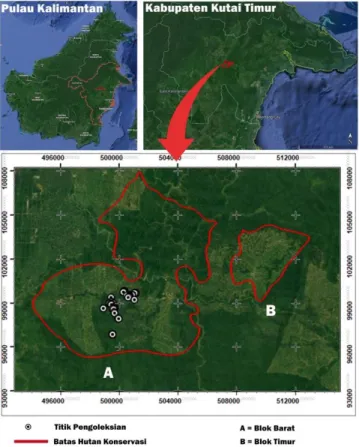 Gambar  3.  Peta  lokasi  penelitian  di  hutan  konservasi  PT  Sabhantara  Rawi  Sentosa di  Kabupaten  Kutai  Timur,  Kalimantan  Timur 