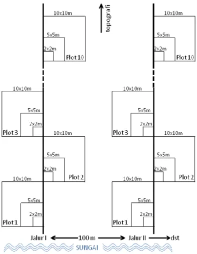 Gambar 4. Plot-plot pengamatan dalam jalur transek untuk analisis vegetasi Eurycoma longifolia 