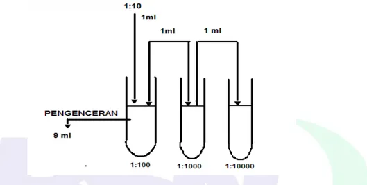 Gambar A.1 - Tingkat pengenceran menggunakan larutan pengencer Butterfield’s  Phosphate-Buffered Dilution Water (BPB)Buffered Peptone Water (BPW)