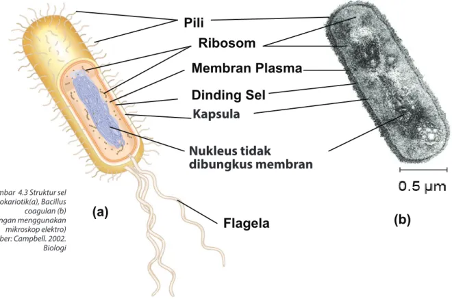 Gambar  4.3 Struktur sel  prokariotik(a), Bacillus  coagulan (b)  (dilihat dengan menggunakan  mikroskop elektro) Sumber: Campbell