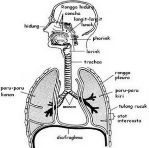 Gambar sistem pernafasan bawah 2.2 
