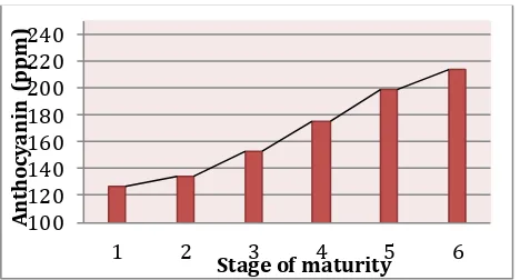 Figure 2. The increase of anthocyanin content during ripening of mangosteen 