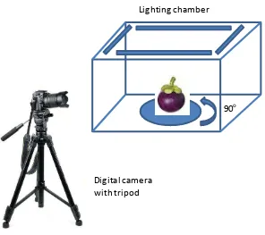 Figure 1. Equipment setup for image acquisition consists of lighting chamber and digital camera with tripod