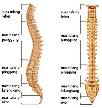 Gambar 1. Struktur tulang belakang 4