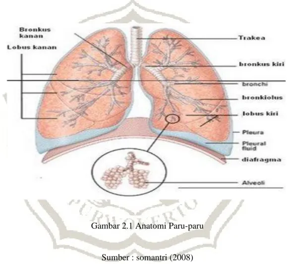 Gambar 2.1 Anatomi Paru-paru 