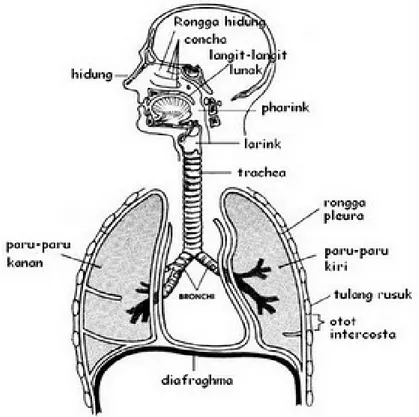 Gambar 2.1 Anatomi Sistem Penafasan (Prestasiherfen.blogspot.com/2009)