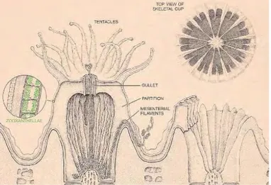 Gambar 1.  Polip karang. (Goreau et al. 1979) 